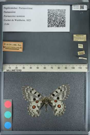 Media type: image;   Entomology 174975